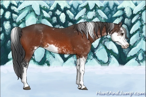 Horse Color:Bay Sabino 