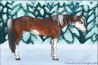 Horse Color:Bay Sabino