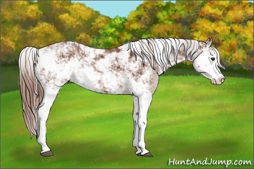 Horse Color:Chestnut Sabino