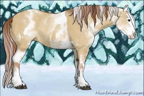 Horse Color:White Spotted Red Dun Sabino Rabicano and White Spotted Red Dun Sabino Splash Rabicano