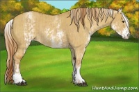 Horse Color:White Spotted Red Dun Sabino Rabicano and White Spotted Red Dun Sabino Rabicano