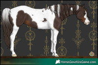 Horse Color:Liver Chestnut Tobiano 