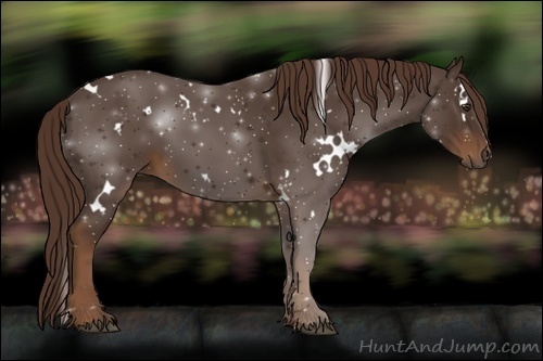 Horse Color:White Spotted Liver Chestnut