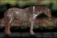 Horse Color:White Spotted Liver Chestnut 