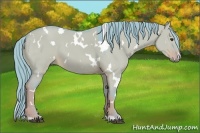 Horse Color:Watercolor White Spotted Liver Red Dun 