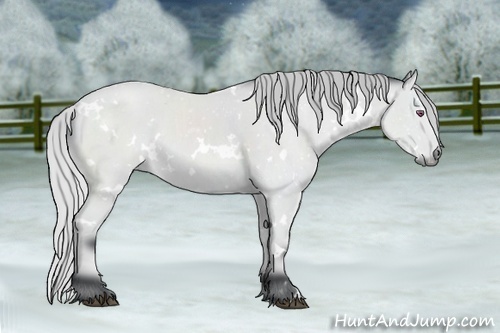 Horse Color:White Spotted Silver Bay Chinchilla Rabicano 