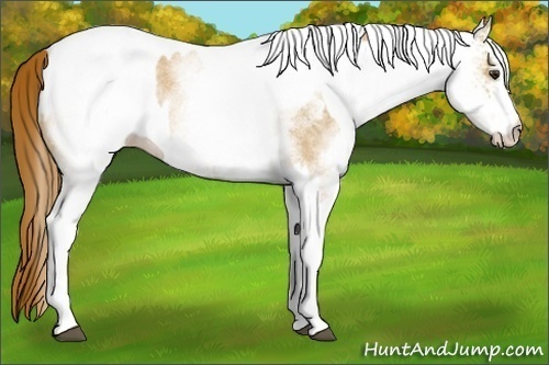 Horse Color:White Spotted Red Dun Rabicano and White Spotted Red Dun Rabicano