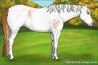 Horse Color:White Spotted Red Dun Rabicano  and White Spotted Red Dun Rabicano 