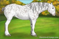 Horse Color:White Spotted Brown Appaloosa 