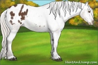 Horse Color:Silver Brown Appaloosa 