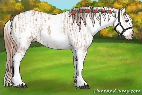 Horse Color:White Spotted Red Dun Rabicano and White Spotted Red Dun Appaloosa Rabicano