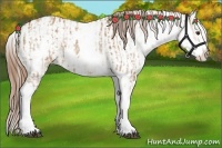 Horse Color:White Spotted Red Dun Rabicano and White Spotted Red Dun Varnish Rabicano