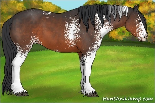 Horse Color:White Spotted Brown 