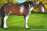 Horse Color:White Spotted Brown 