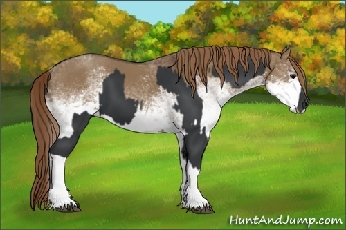 Horse Color:Black  and White Spotted Liver Red Dun 