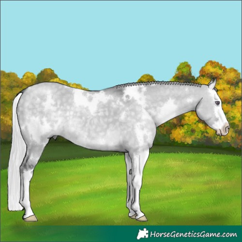 Horse Color:White Spotted Silver Grullo Chinchilla Splash
