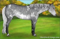 Horse Color:White Spotted Silver Black Chinchilla 