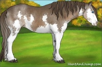 Horse Color:Liver Chestnut Splash