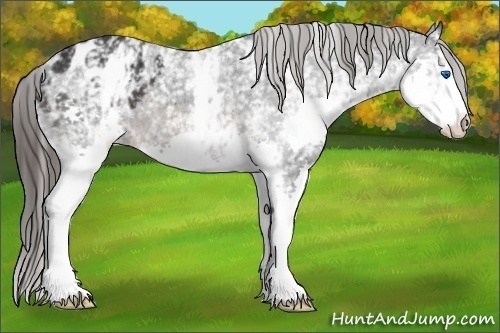 Horse Color:White Spotted Brown Splash Appaloosa 