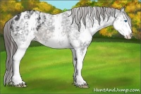 Horse Color:White Spotted Brown Splash Appaloosa