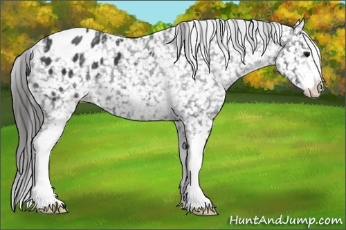 Horse Color:White Spotted Black Blanket 