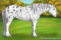 Horse Color:White Spotted Black Blanket 