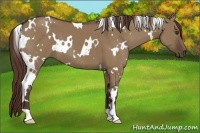 Horse Color:White Spotted Liver Red Dun 