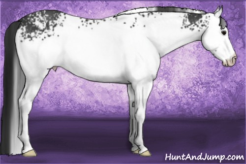 Horse Color:White Spotted Black 