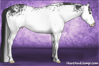 Horse Color:White Spotted Black