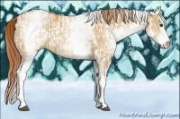 Horse Color:White Spotted Red Dun Rabicano  and White Spotted Red Dun Splash Rabicano 