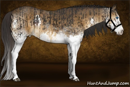 Horse Color:White Spotted Liver Chestnut Frame  and Buckskin Splash 