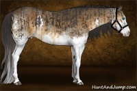 Horse Color:White Spotted Liver Chestnut Frame  and Buckskin Splash 
