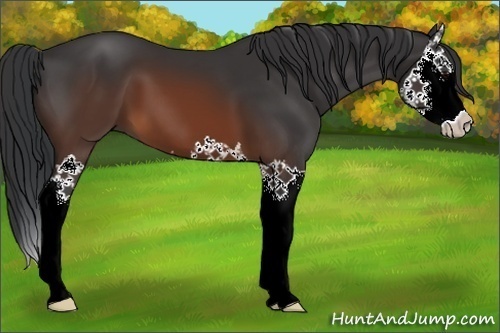 Horse Color:Brown Splash 