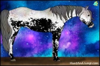 Horse Color:Nacre White Spotted Grullo Roan 