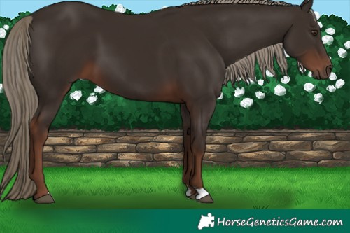 Horse Color:Liver Chestnut 