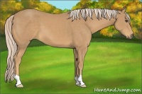 Horse Color:Palomino 