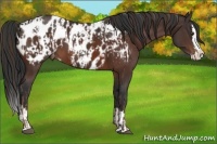 Horse Color:Liver Chestnut Sabino Splash Appaloosa  and Bay Sabino Splash Appaloosa 