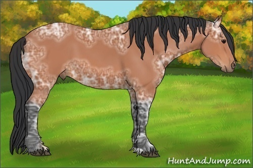 Horse Color:Bay Ice 