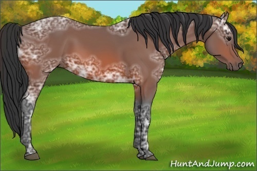 Horse Color:Bay Ice 