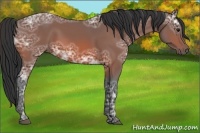 Horse Color:Bay Ice 