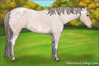 Horse Color:Bay Ice Roan Appaloosa