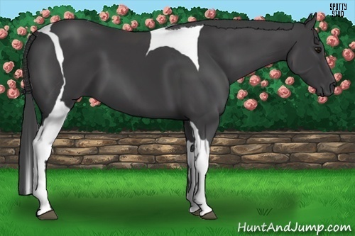 Horse Color:Smoky Black Tobiano 