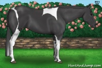 Horse Color:Smoky Black Tobiano 