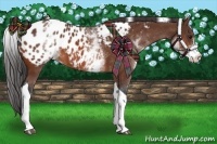 Horse Color:White Spotted Bay Tobiano Appaloosa