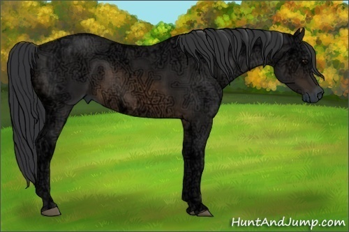 Horse Color:Buckskin Ice 