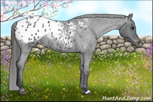 Horse Color:Blue Roan Varnish 