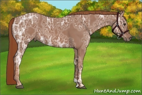 Horse Color:Chestnut Ice