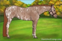 Horse Color:Chestnut Ice 