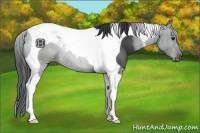 Horse Color:Black Tobiano 