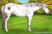Horse Color:White Spotted Black Pearl Sabino Rabicano 